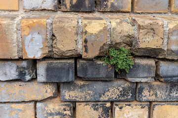 Weeds between the stones. Old wall