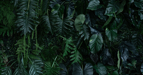 Fototapeta na wymiar Creative nature leaves background, tropical leaf banner or floral jungle pattern concept.