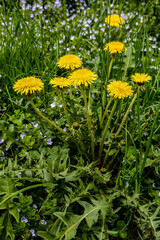 Close-up view of beautiful blooming dandelions, selective focus