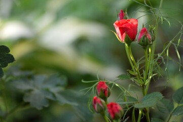 Fototapeta premium little red rose in the yard