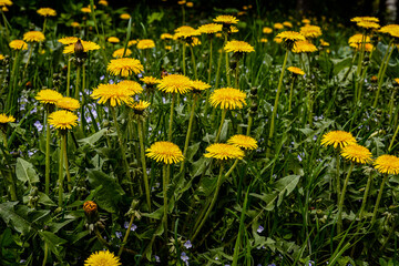 Close-up view of beautiful blooming dandelions, selective focus