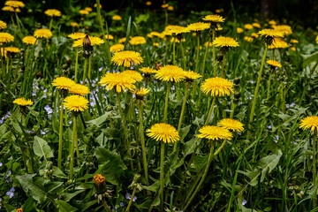 Close-up view of beautiful blooming dandelions, selective focus