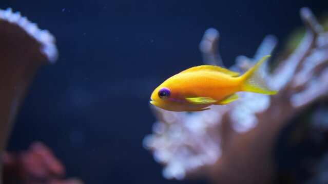 A golden little fish swims in the underwater world of fish. Fish in an aquarium.