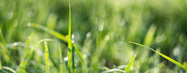 grass with dew drops in the morning - soft fokus and nice bokeh