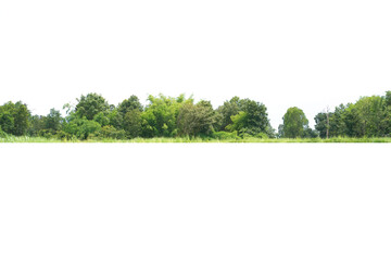 Fototapeta premium View of a High definition Treeline isolated on a white background