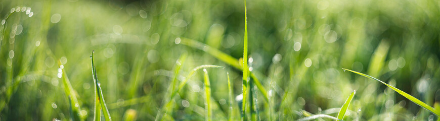 Fototapeta premium grass with dew drops in the morning - soft fokus and nice bokeh