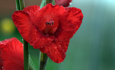 red gladiolus flowers in raindrops