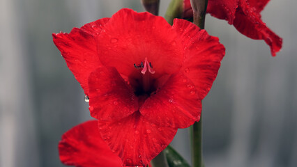 red gladiolus flowers in raindrops