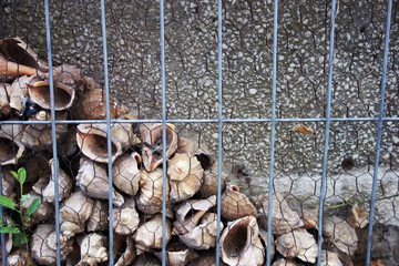 sea scallop shells caught behind a railing