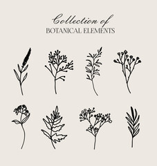 Realistic hand-drawn herbs and wildflowers. Vector
