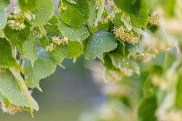 Linden tree blossom in summer forest, close up of lime blooming