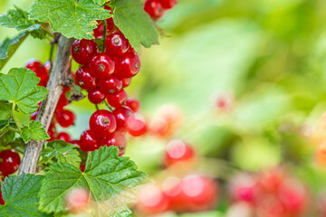 Red currant with green leaves in the garden.. red berries for eating