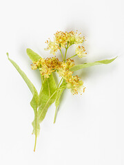 Linden flowers with leaves isolated on a white background, top view. Branch of the flowering linden.