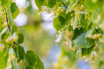 Fototapeta premium Linden tree blossom in summer forest, close up of lime blooming