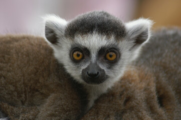 Obraz premium Portrait of a young Ring-tailed Lemur riding along on its mothers back 