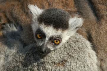 Portrait of a young Ring-tailed Lemur riding along on its mothers back
