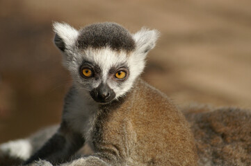 Fototapeta premium Portrait of a young Ring-tailed Lemur riding along on its mothers back 