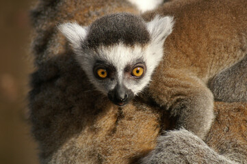 Fototapeta premium Portrait of a young Ring-tailed Lemur riding along on its mothers back 