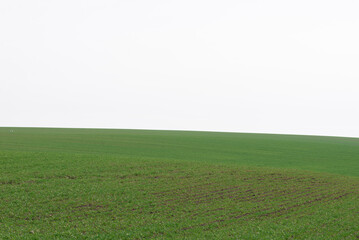 Green field with blue sky as background.