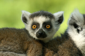 Portrait of a young Ring-tailed Lemur riding along on its mothers back
