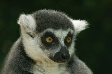 Obraz premium Portrait of a Ring-tailed Lemur against a dark background 
