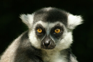 Portrait of a Ring-tailed Lemur against a dark background
