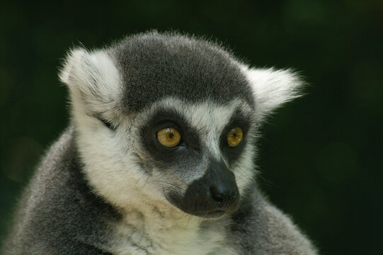 Portrait of a Ring-tailed Lemur against a dark background
