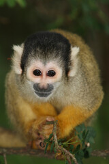 Naklejka na ściany i meble Portrait of a curious Squirrel Monkey in a tree looking at the photographer 