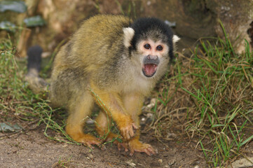 Portrait of a Black-capped Squirrel Monkey calling out loud
