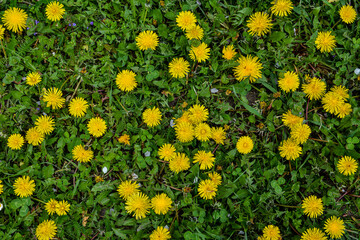 Obraz premium Close-up view of beautiful blooming dandelions, selective focus
