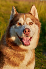 Happy smiling face of a red husky dog close-up