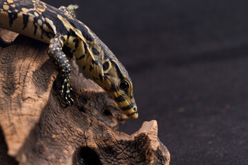 Fototapeta na wymiar Varanus salvator or water monitor wild life on black background