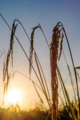 Obraz premium Green field rural countryside