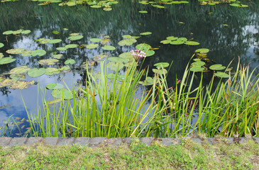 Still Waters of Canal with Water Lilies and Reeds 