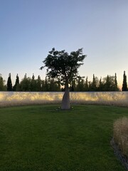 wish tree