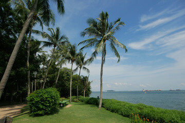 royal palm trees row in tropical sentosa sea beach singapore 