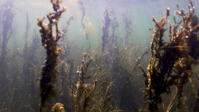 Underwater view of brown seaweed (macroalgae) in murky shallows of North Sea
