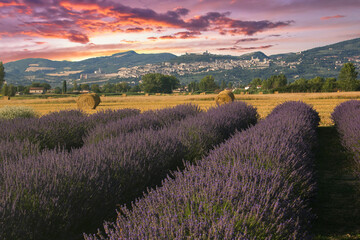 Fototapeta na wymiar Romantic view of lavender field with Assisi in the background at sunset