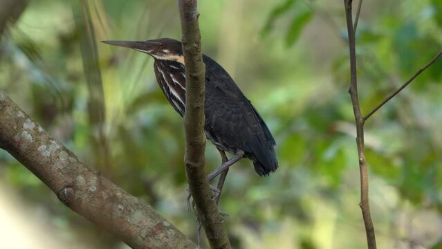 A black bittern in a tree in the Chitwan National Park in Nepal.