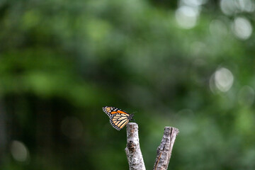 Butterfly monarch sits on a wooden stick. Green background. Danaus plexippus