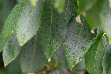 After the rain shower: Water droplets sitting on green leaves
