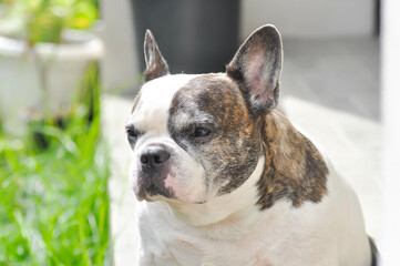dog or french bulldog, French bulldog or old dog