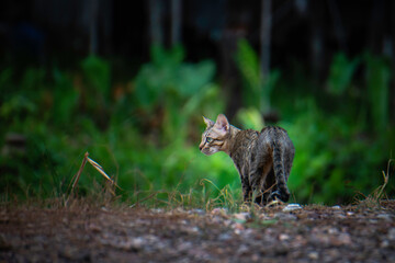 A stray cat in the garden with green trees.