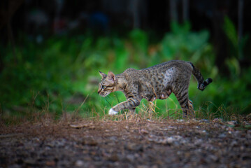 A stray cat in the garden with green trees.
