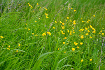 green grass with yellow flowers in windy day