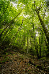 Fleur, papillon, cascade d'eau, rivière... florilège de la nature et beauté environnante.