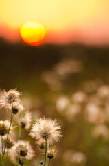 Fototapeta na wymiar Dry grass blowballs on evening sunset background