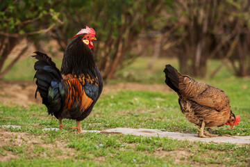 A cock grazing on green backyard grass