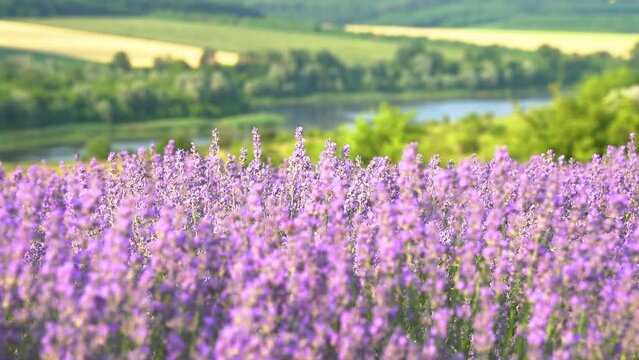 Slow motion of organic lavender flowers swaying in the wind. Lavender field in Europe. Blooming violet fragrant natural lavender flowers