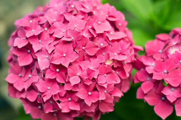Close up light pink hortensia fresh flowers blur background.